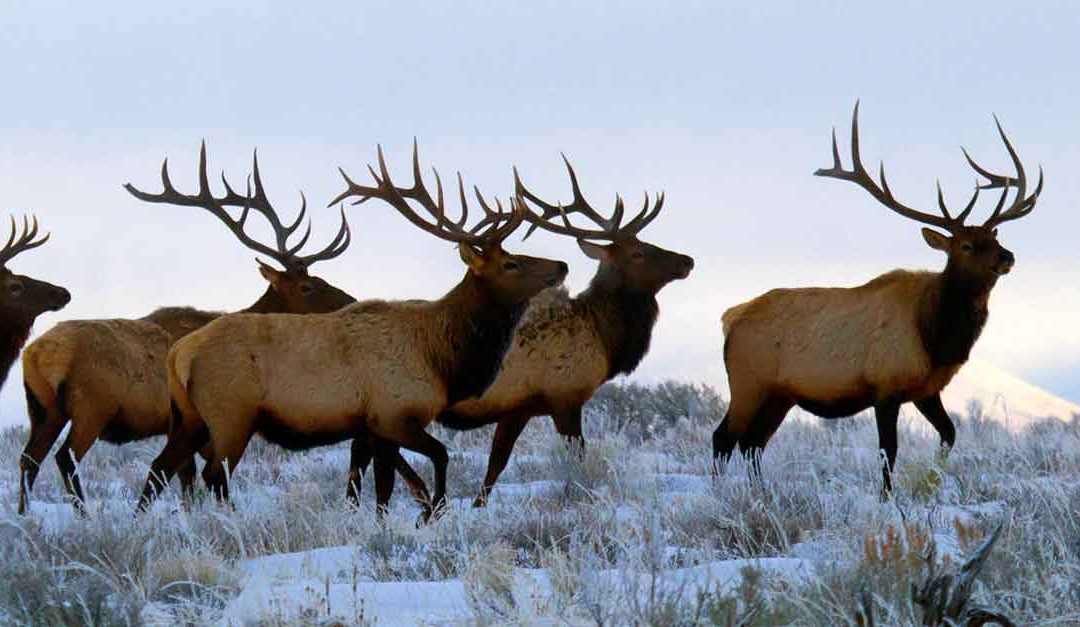 wwtf-mark-gocke-elk-Recovered